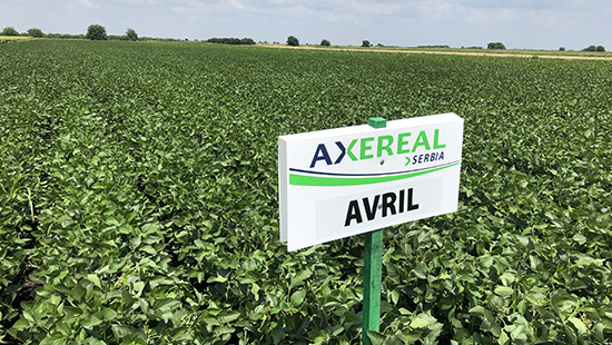 Axereal_Serbia_field_Avril.jpg Axereal_Serbia_field_Avril
