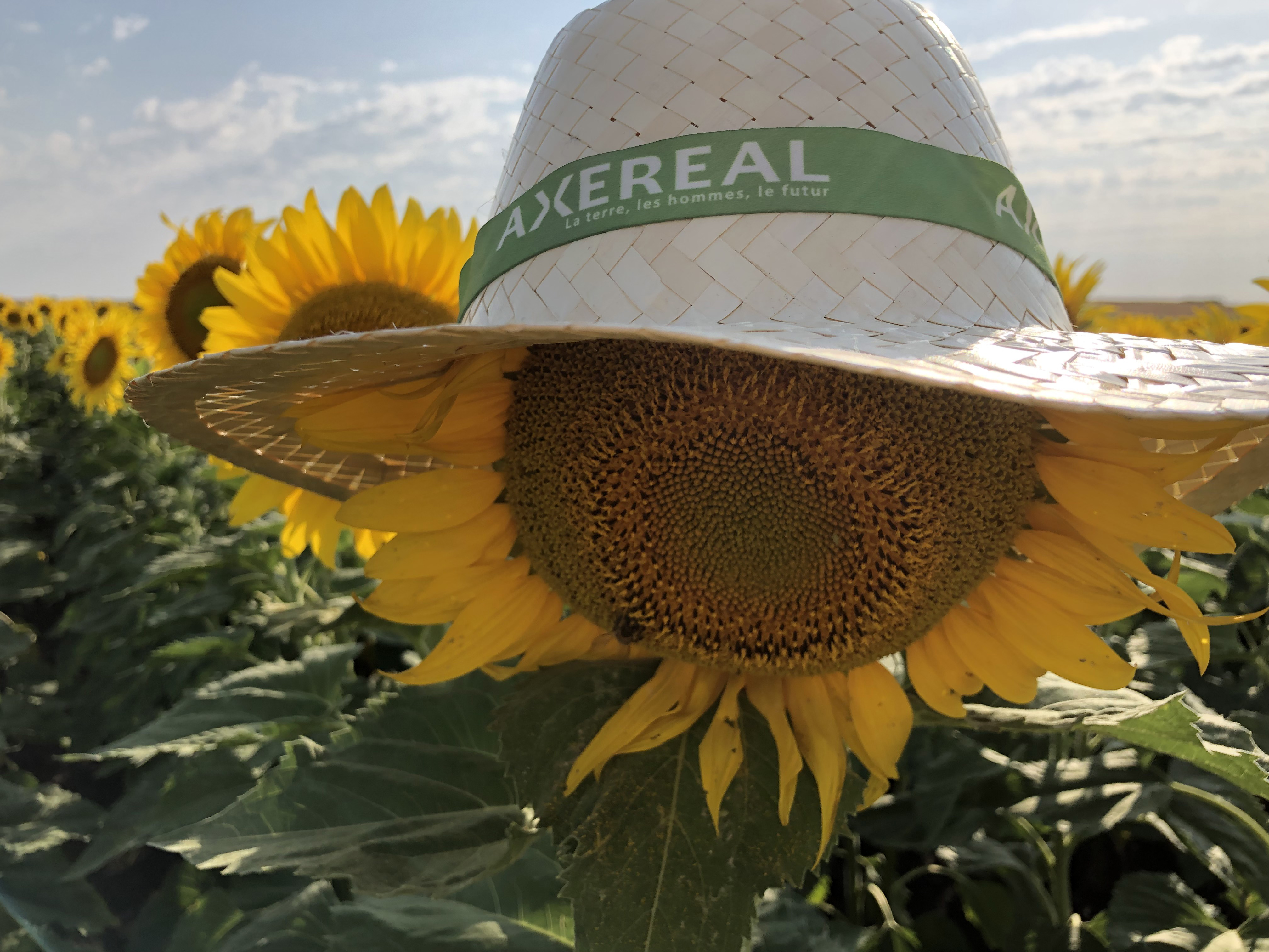 Axereal_sunflower.jpg Axereal sunflower