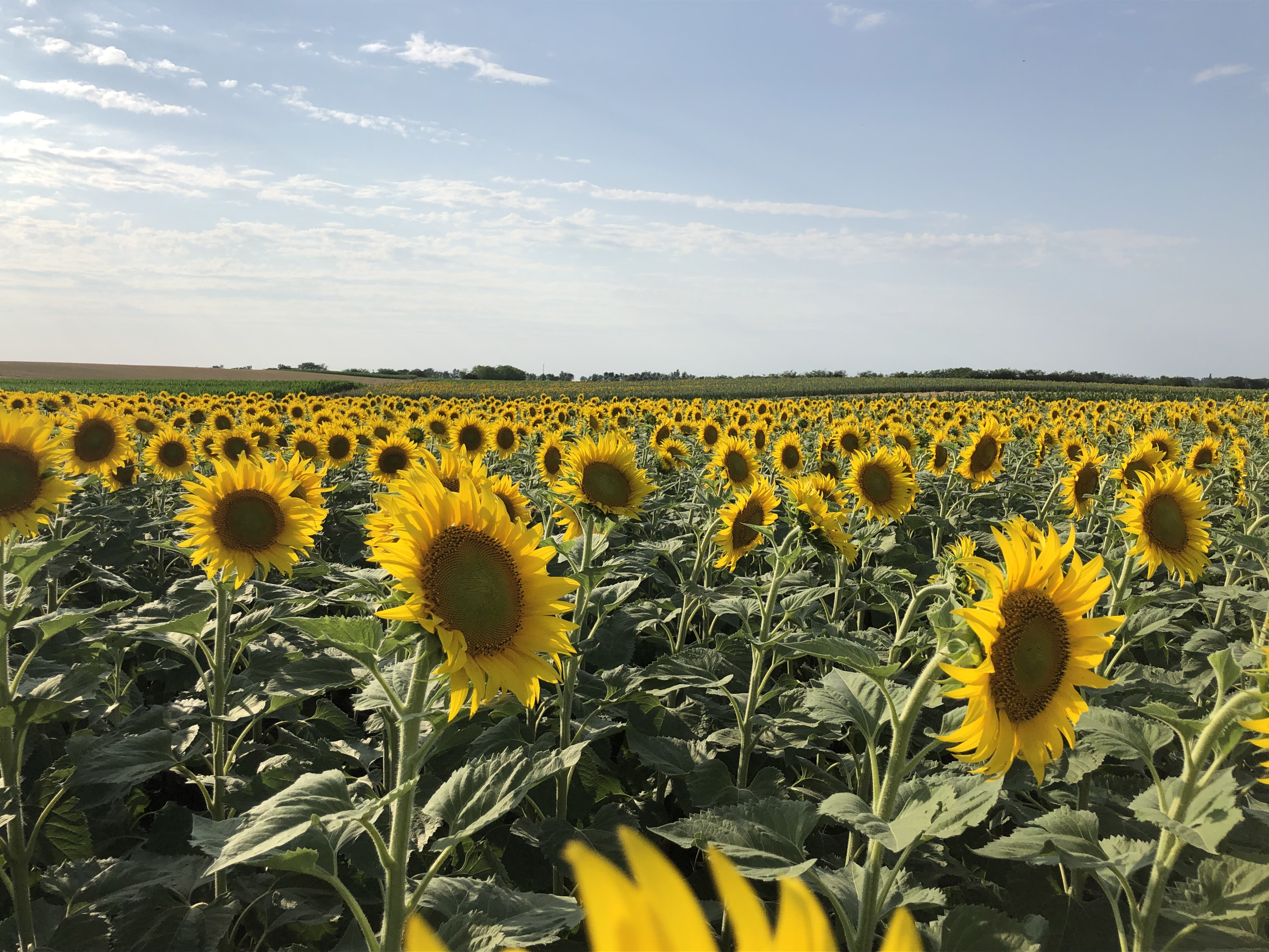 sunflower_field.jpg Sunflower field