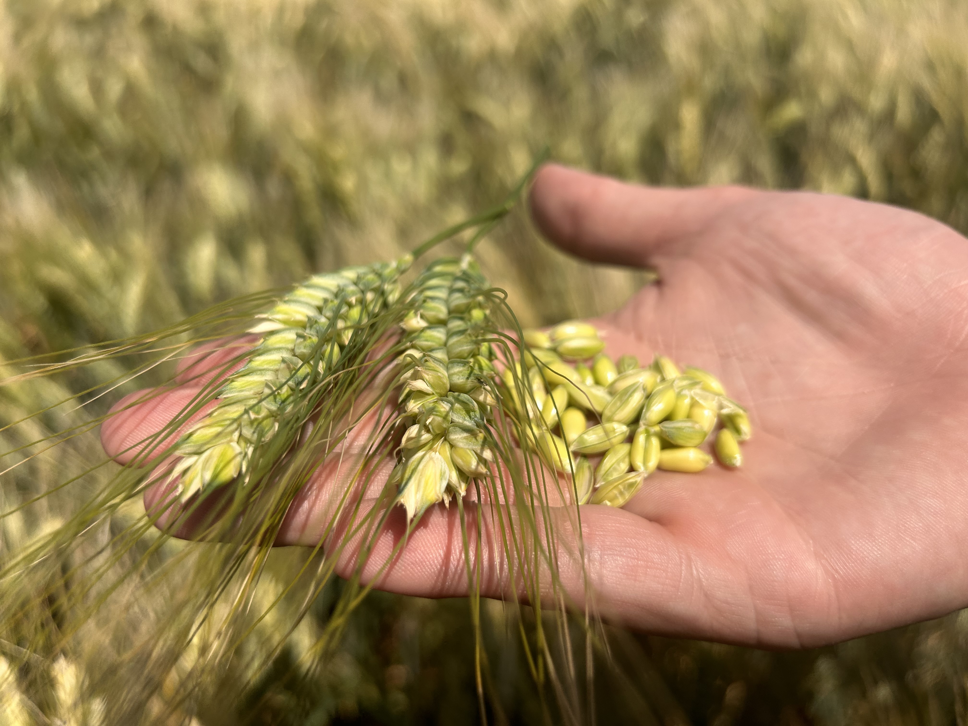 Durum