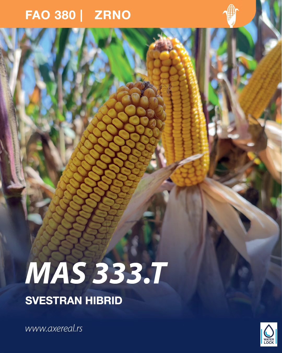 MAS 333T
