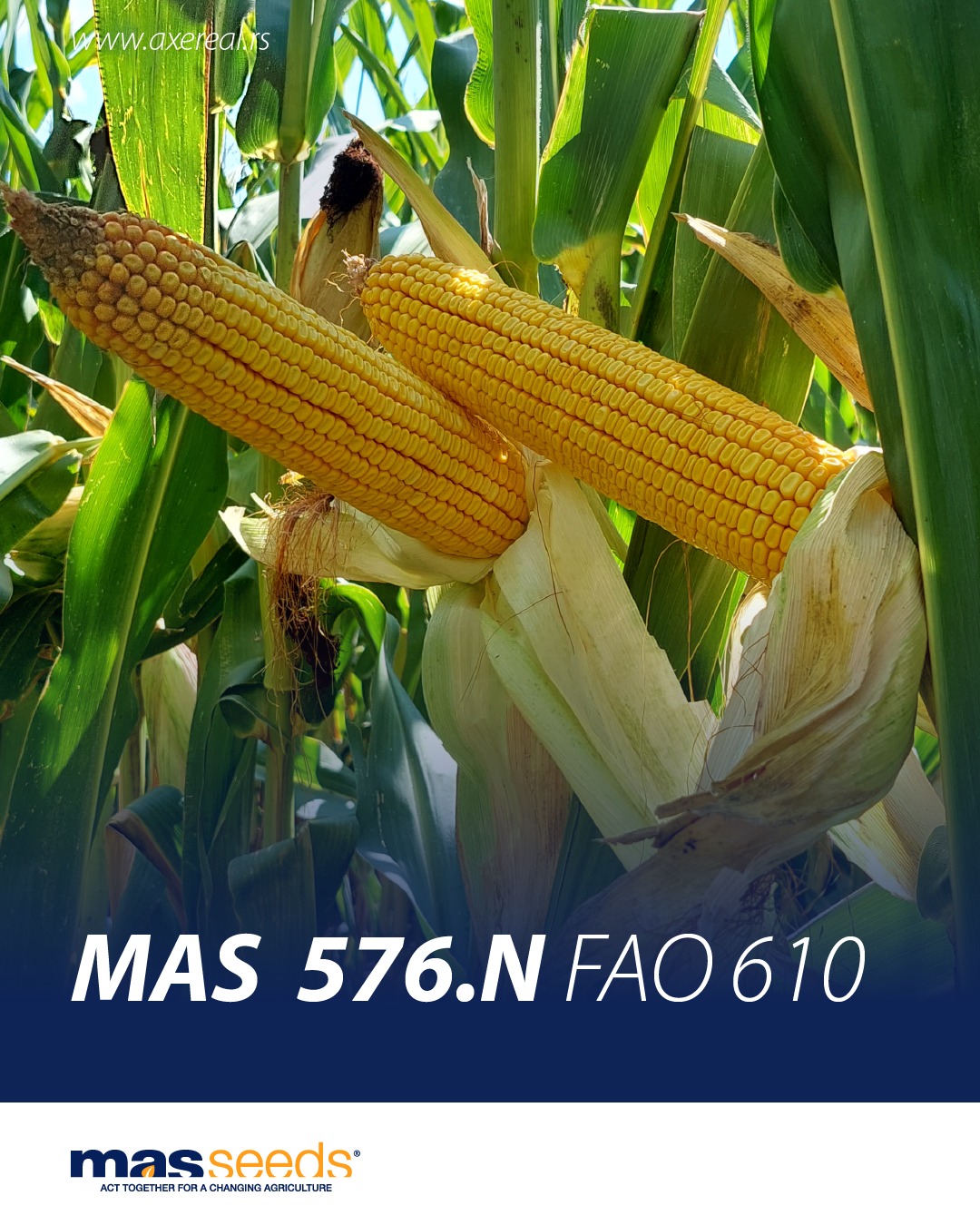 MAS 576N