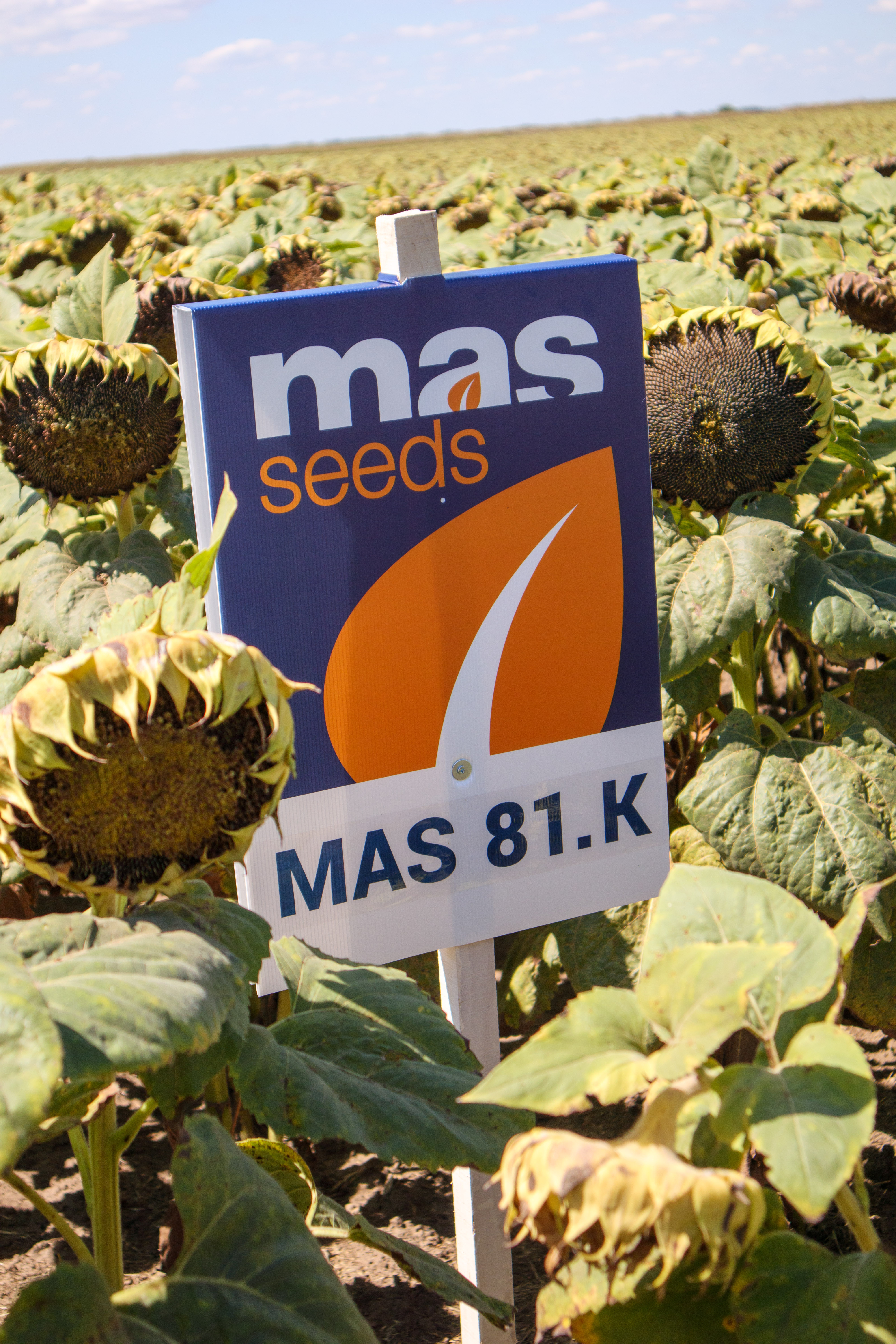 MAS 81K