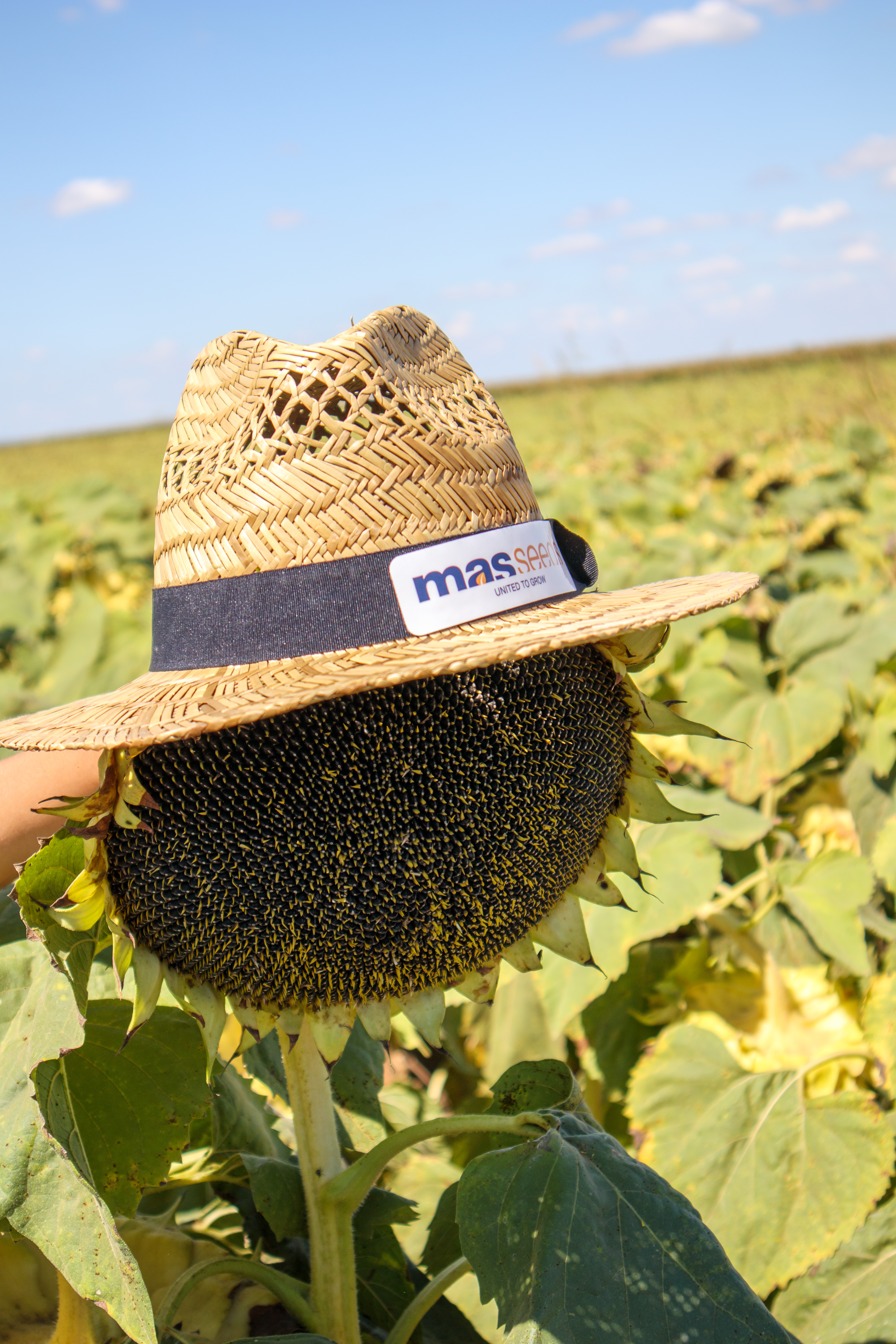 MAS 85HOCL