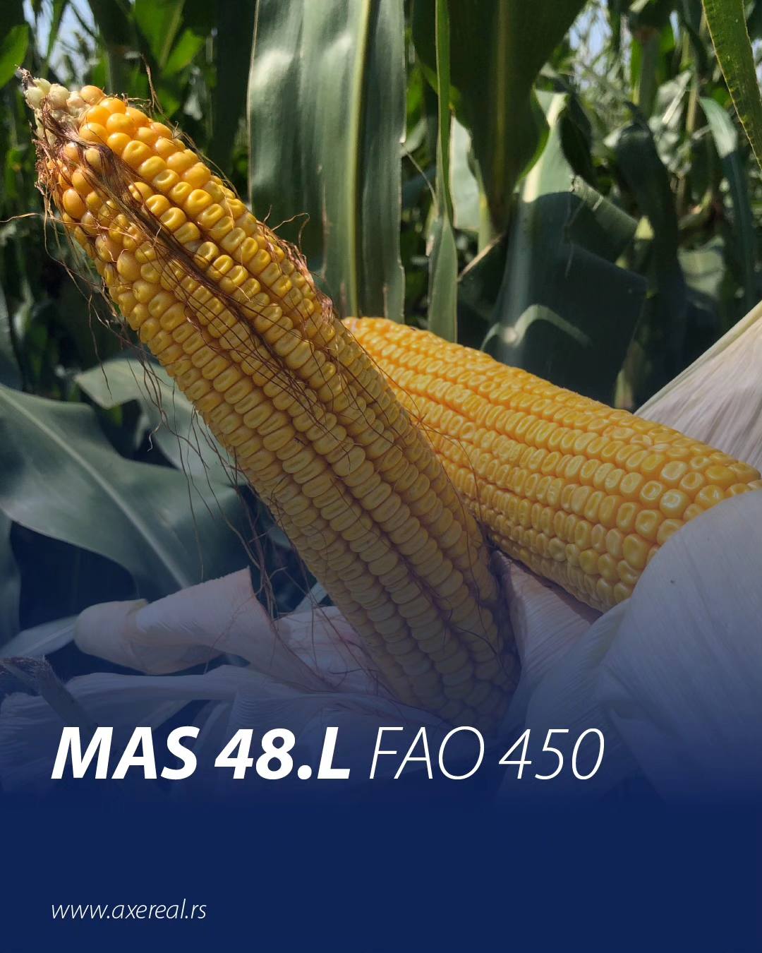 MAS 48.L