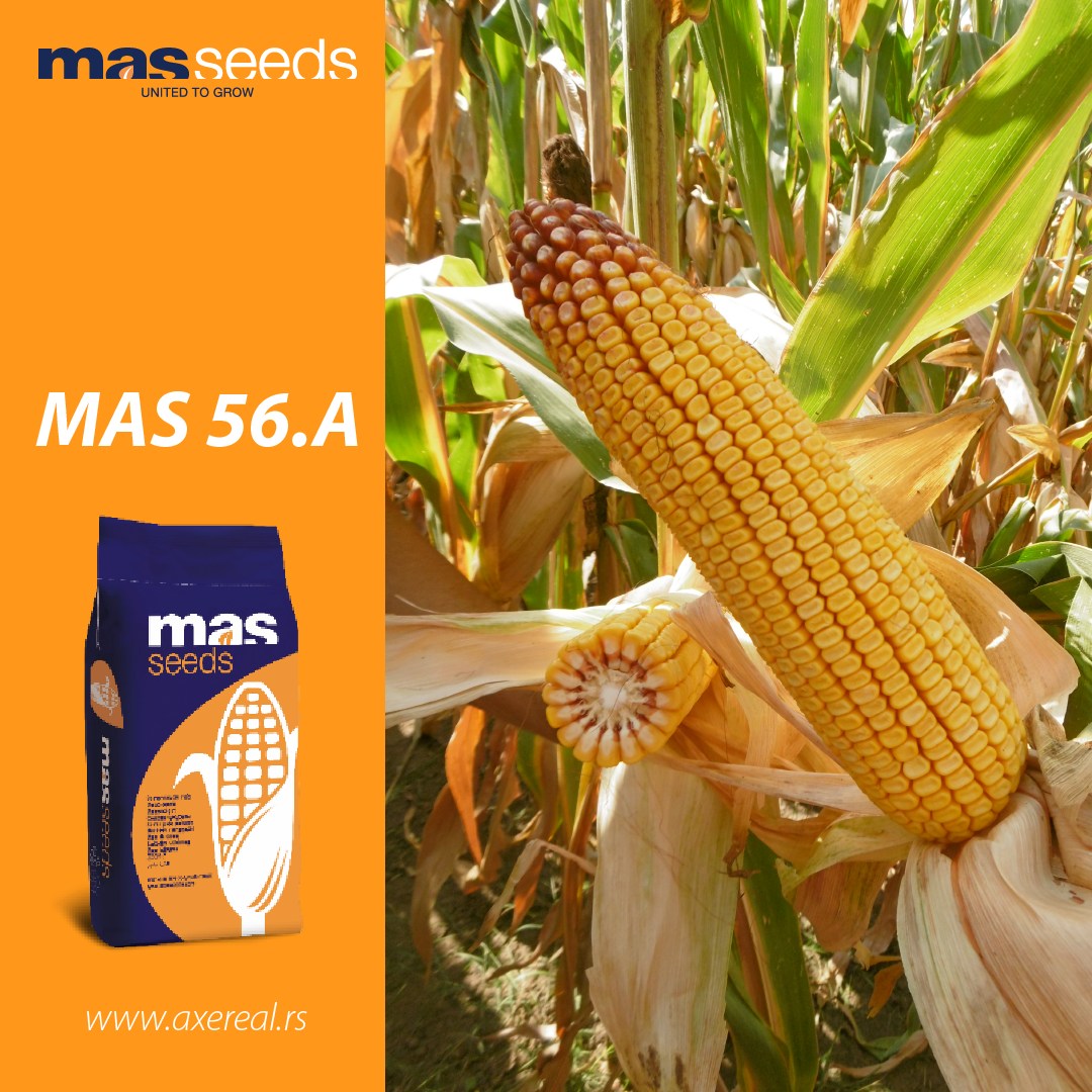 MAS 56.A