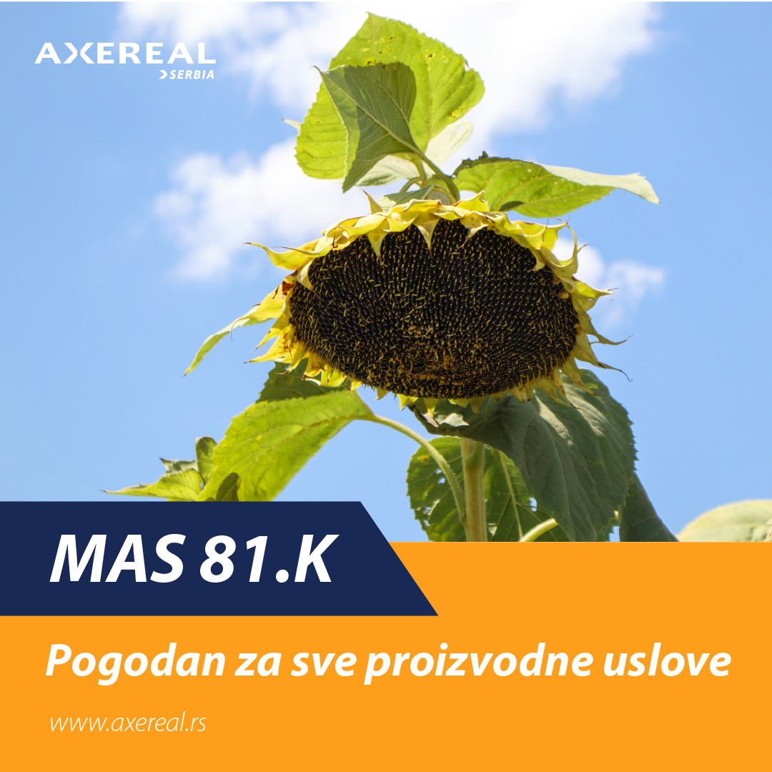 MAS 81.K