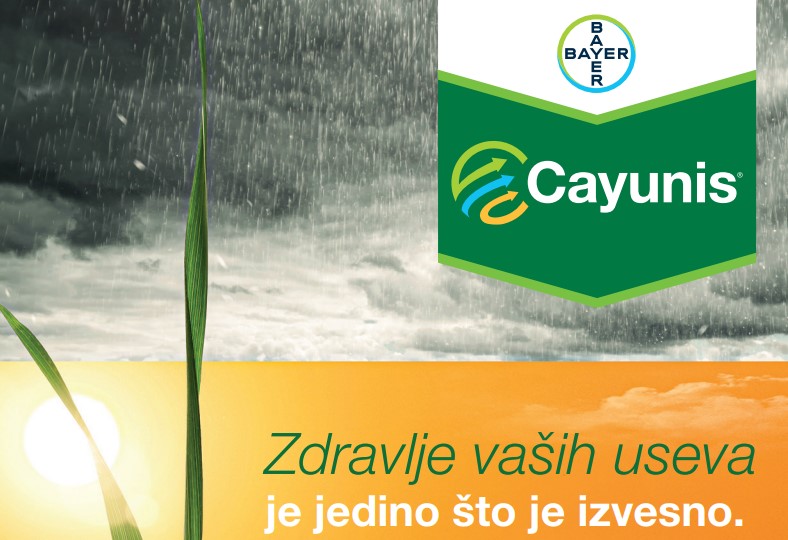 Cayunis