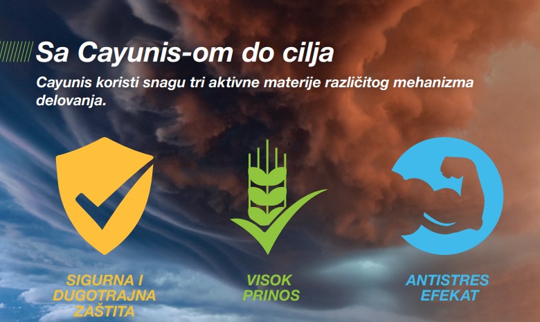 Cayunis