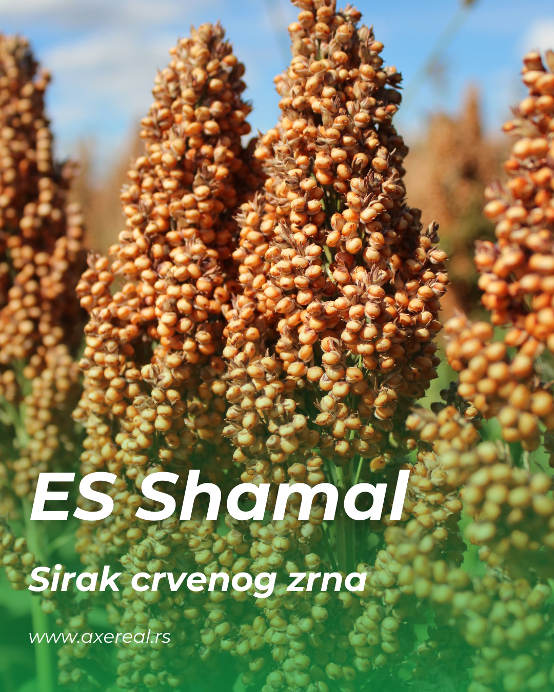 Es Shamal