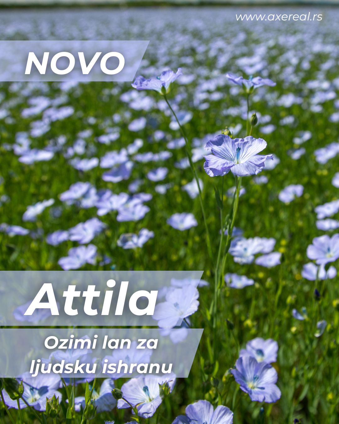 Attila lan