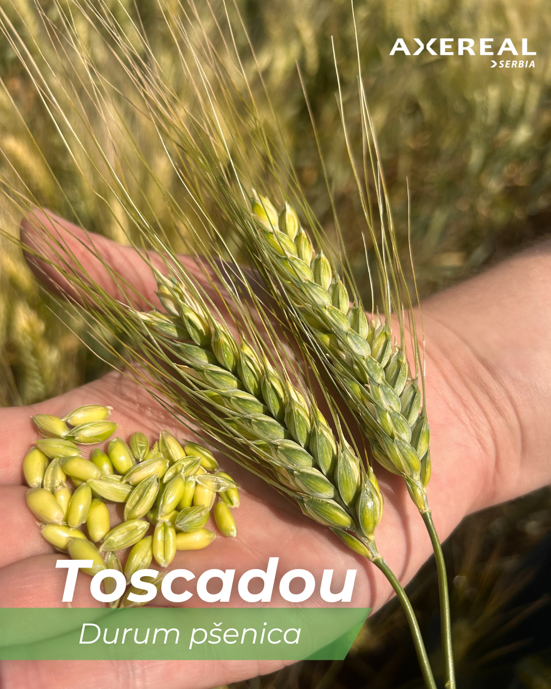 Toscadou