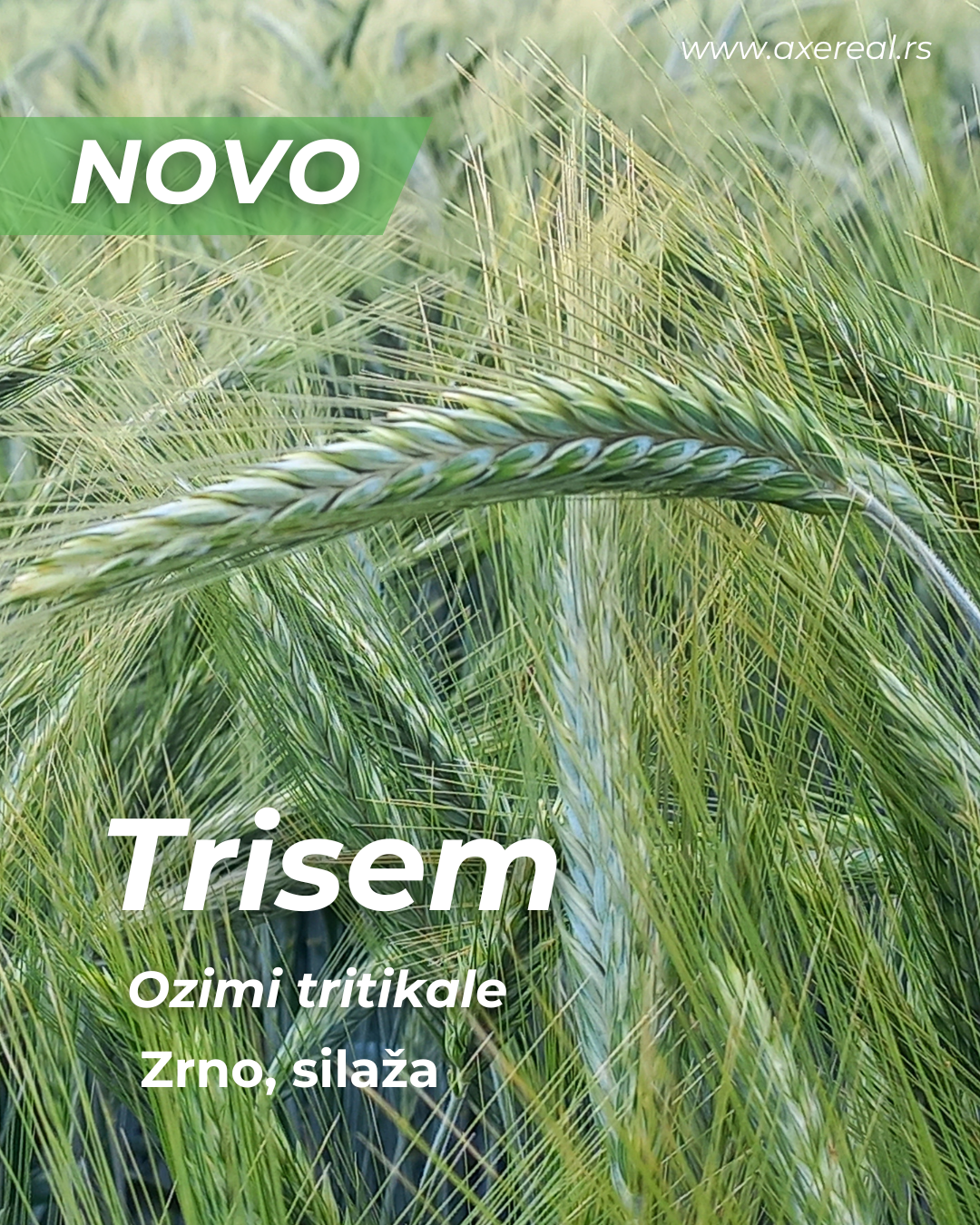 Trisem