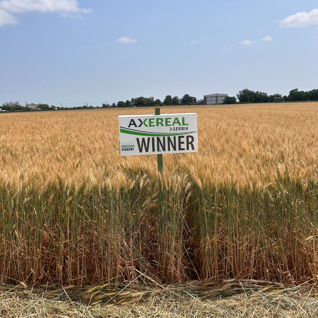 Winner