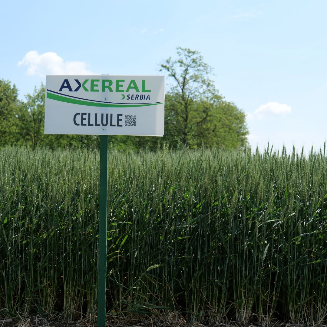 CELLULE
