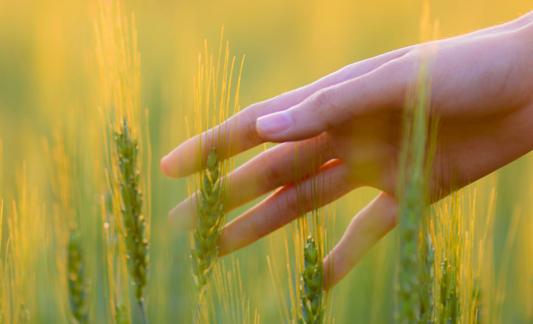 fertilizer_slider.jpg Growing field