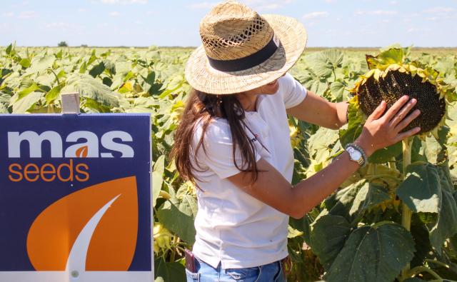 MAS seeds sunflower