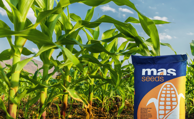 MAS Seeds