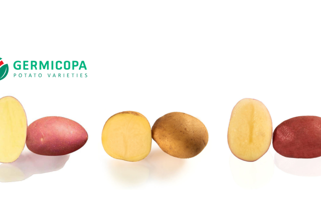 Germicopa