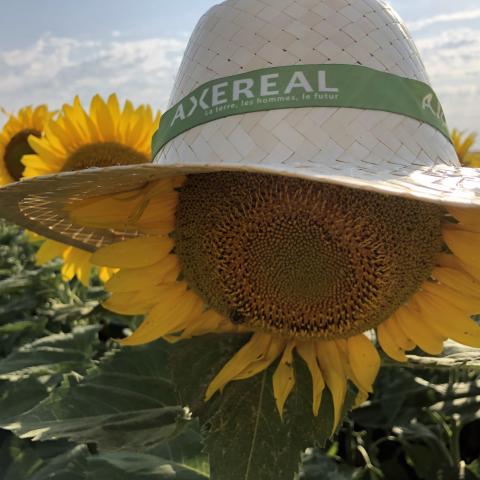 Axereal sunflower