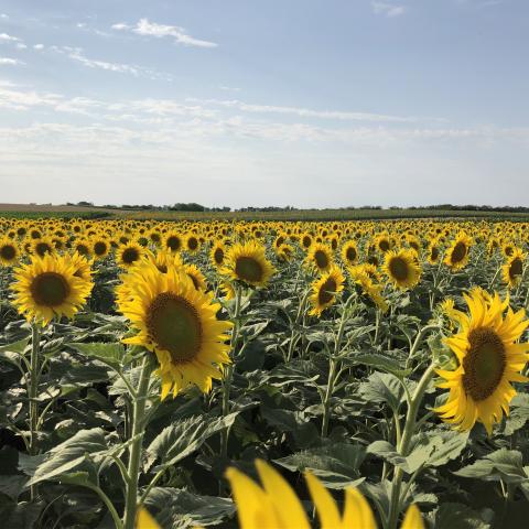 Sunflower field