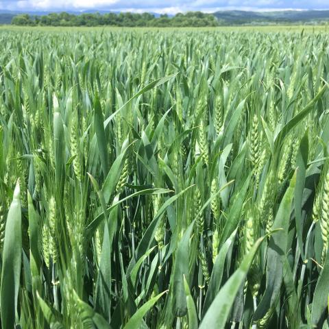 wheat_variety_5.jpg Rubisko variety