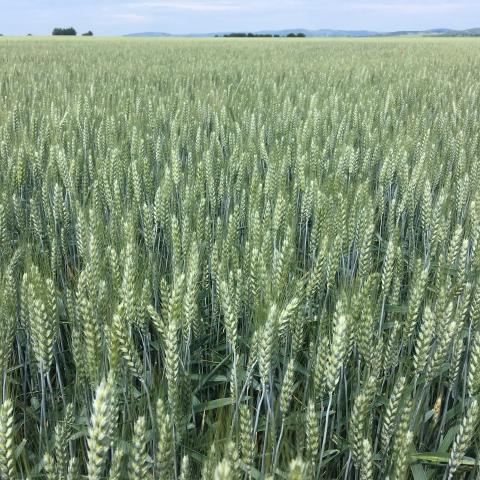 wheat_variety_Cellule.jpg Complice variety