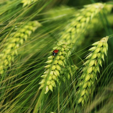Barley field