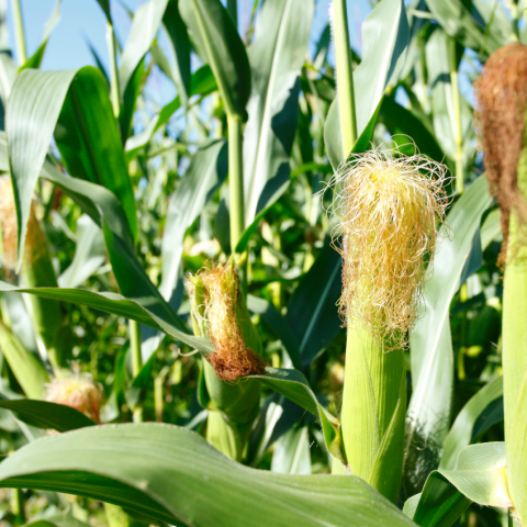 corn-Mas-seeds.png MAS seeds corn
