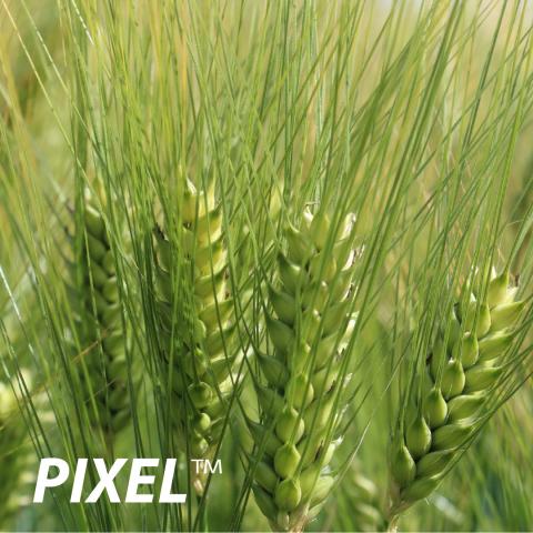 Pixel