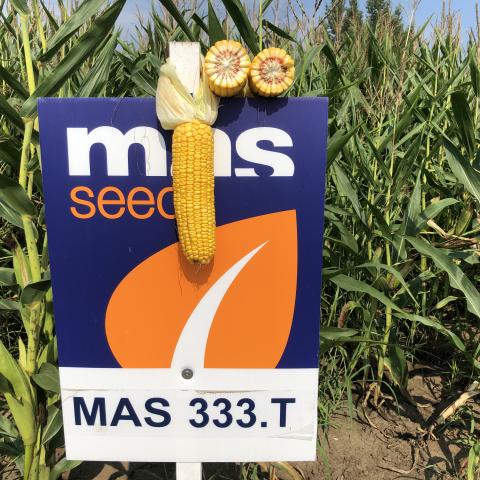 MAS 333T