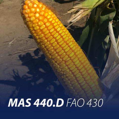 MAS 440.D