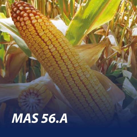MAS 56A