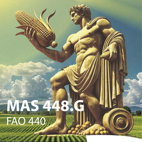 MAS 448G