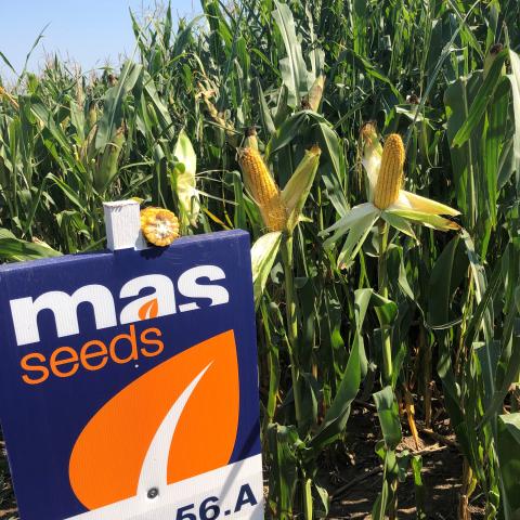MAS 56A
