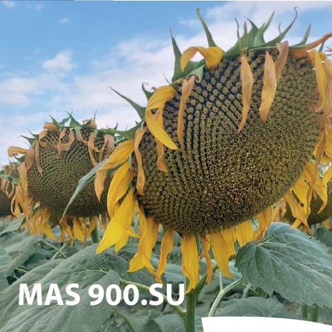 MAS 900SU