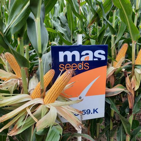 MAS 59.K