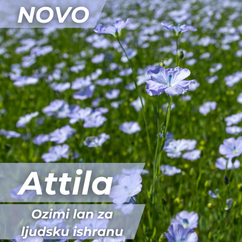 Attila lan