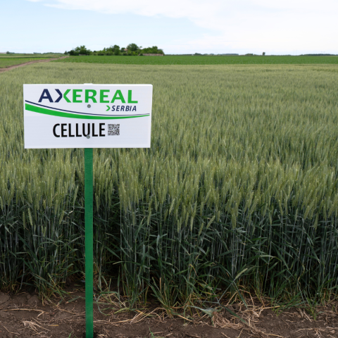 Cellule