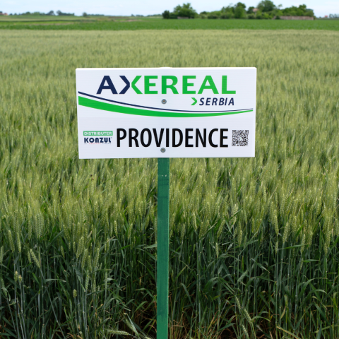 Providence