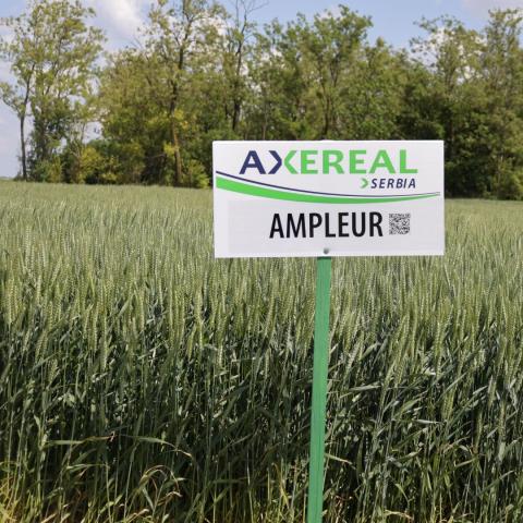 AMPLEUR