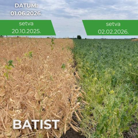 Batist