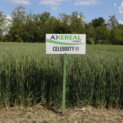 CELEBRITY