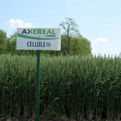 CELLULE