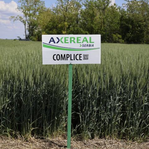 COMPLICE