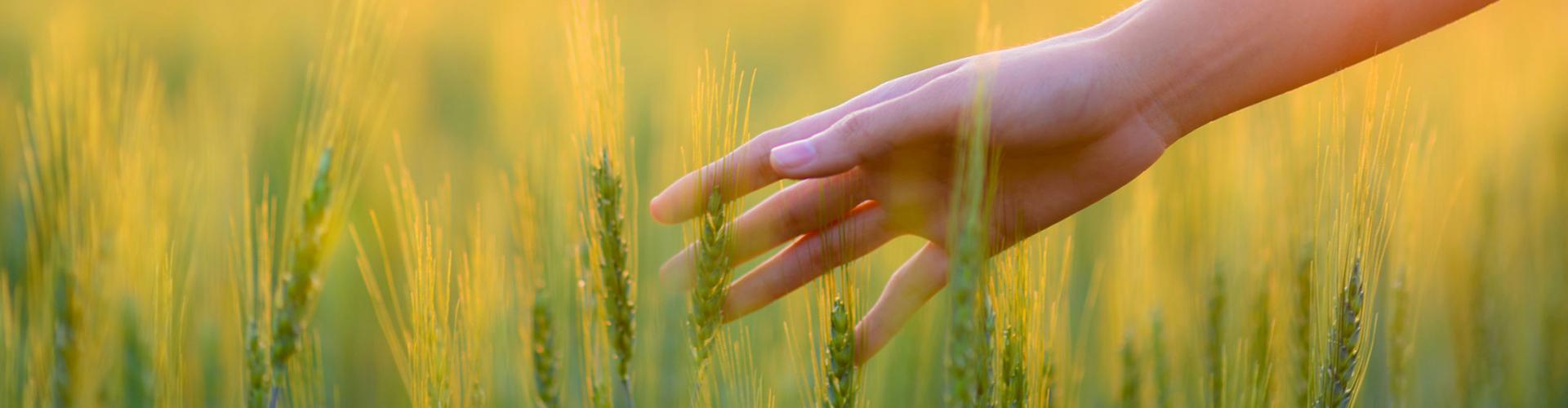 Growing field
