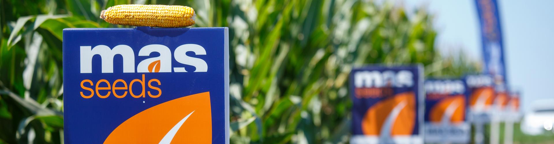 MAS seeds open field