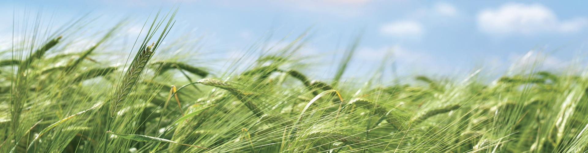 Barley_field