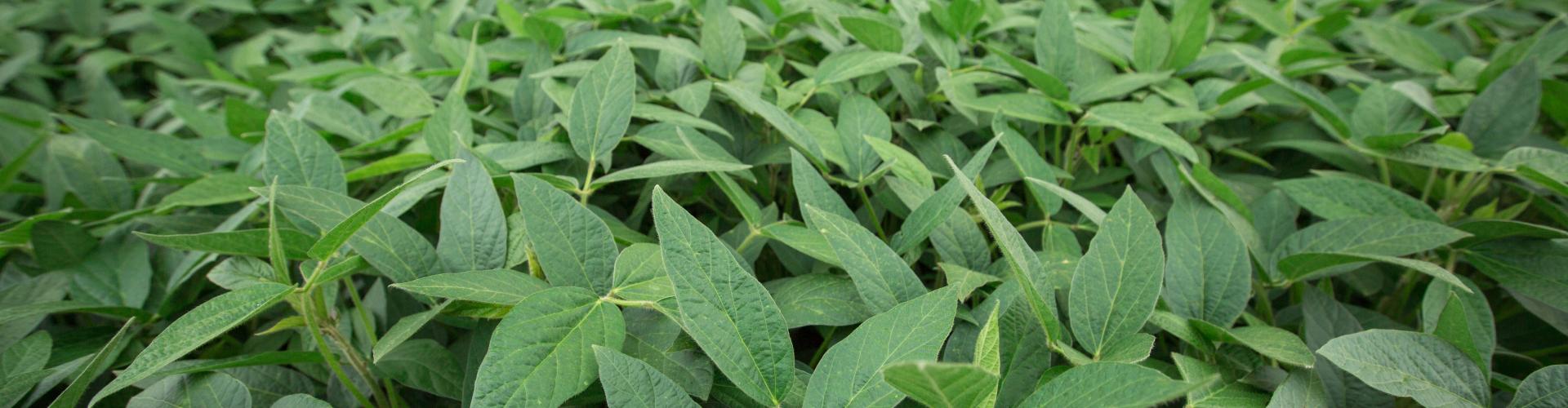 Second crops