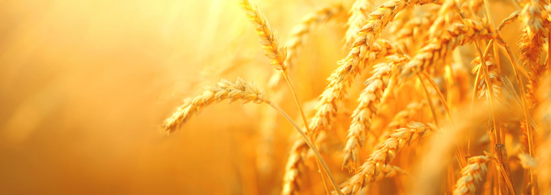 îmage header the group